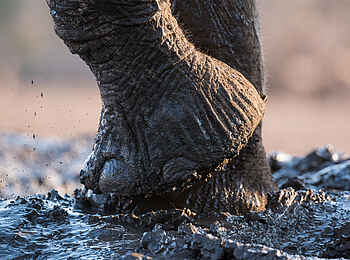 Mashatu Euphorbia Villas: Elefantenfüsse