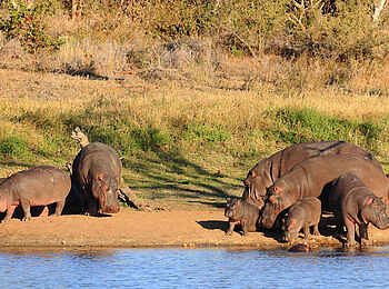 Motswari Game Lodge: Nilpferde