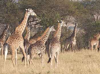 Ngare Serian Camp: Giraffenherde