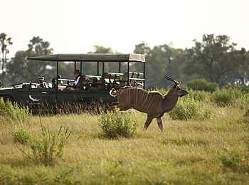 Nxabega Okavango Tented Camp: Kudu