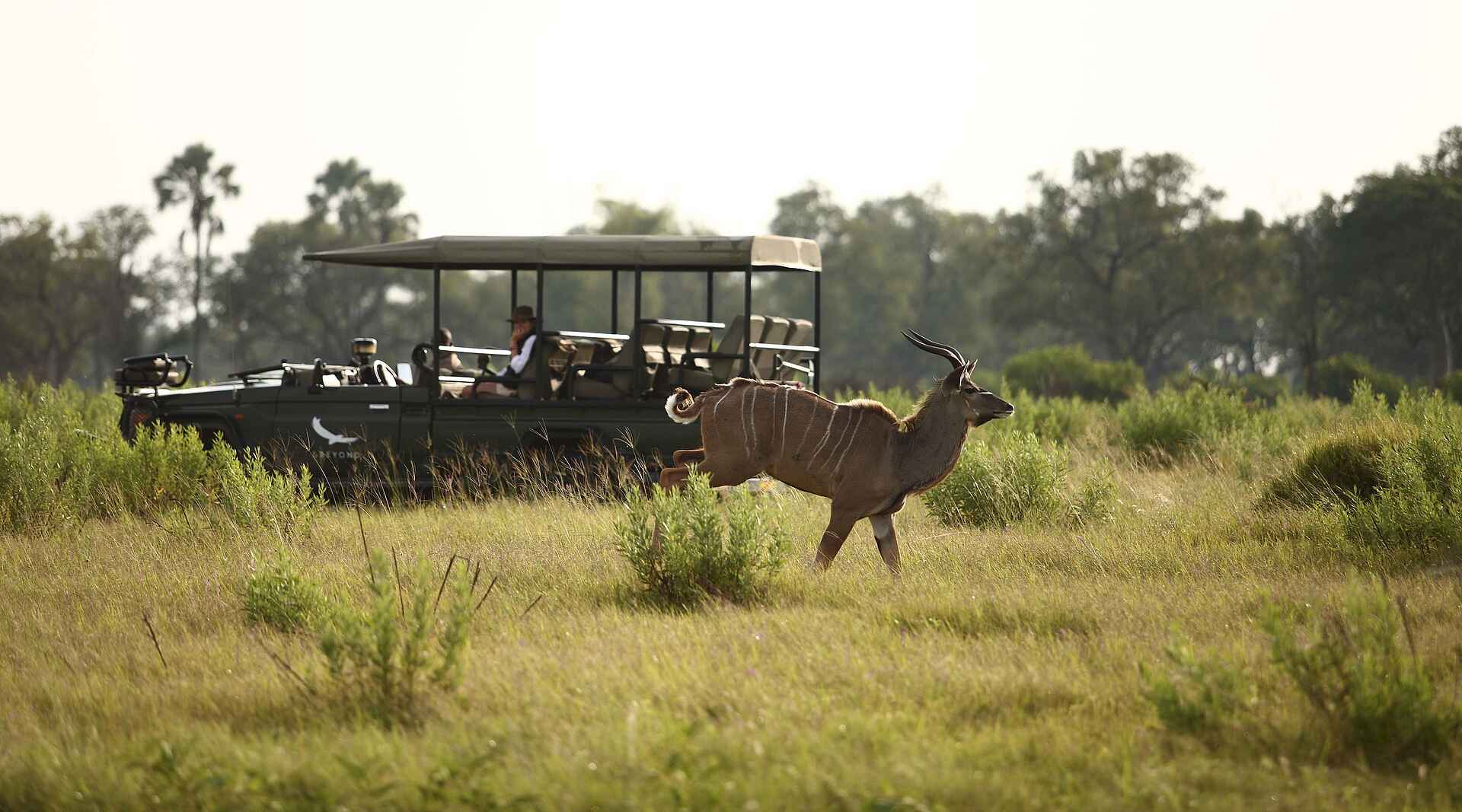 Nxabega Okavango Tented Camp: Kudu