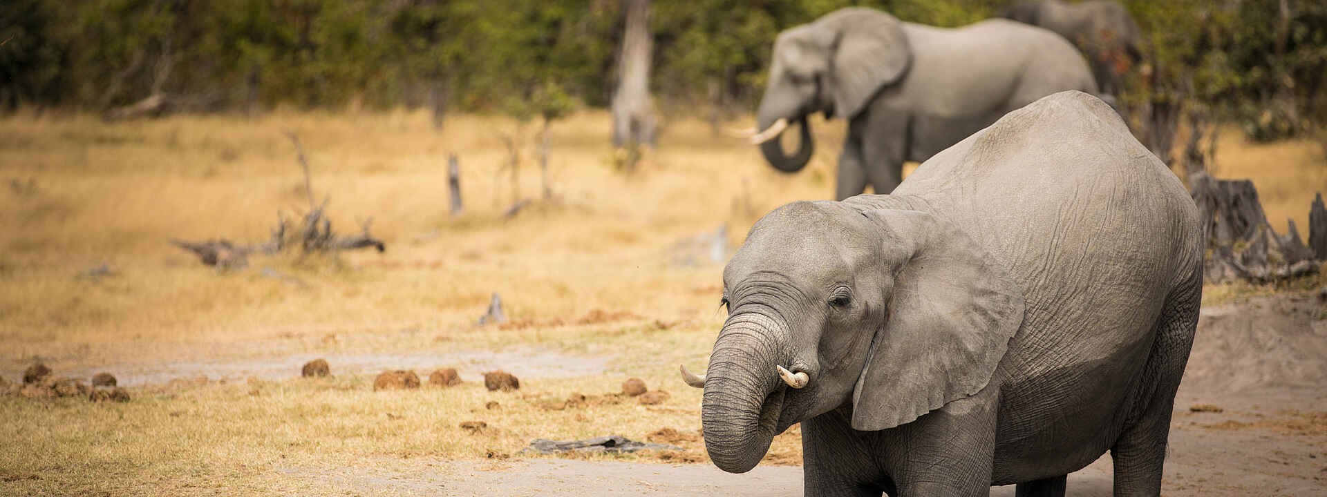 Elefantenbegegnung während einer Pirschfahrt