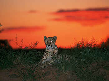 Okonjima Plains Camp: Wenn die Nacht hereinbricht Okonjima Plains Camp: Wenn die Nacht hereinbricht