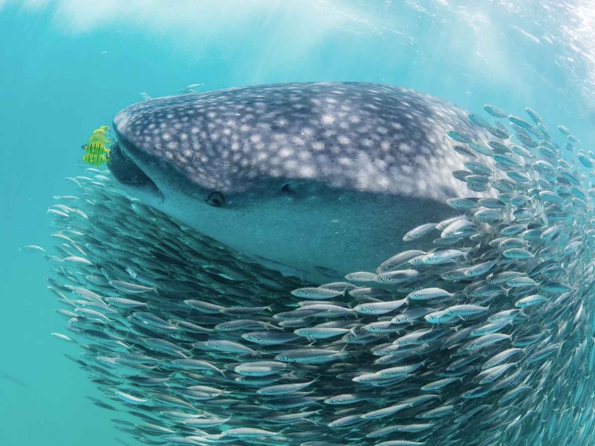 Pole Pole Bungalows: Walhai in einem Fisch Schwarm Pole Pole Bungalows: Walhai in einem Fisch Schwarm