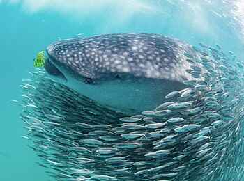 Pole Pole Bungalows: Walhai in einem Fisch Schwarm