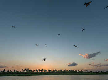 Roho ya Selous Camp: Dämmerung Roho ya Selous Camp: Dämmerung