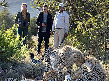 Samara Karoo Lodge: Cheetah Tracking