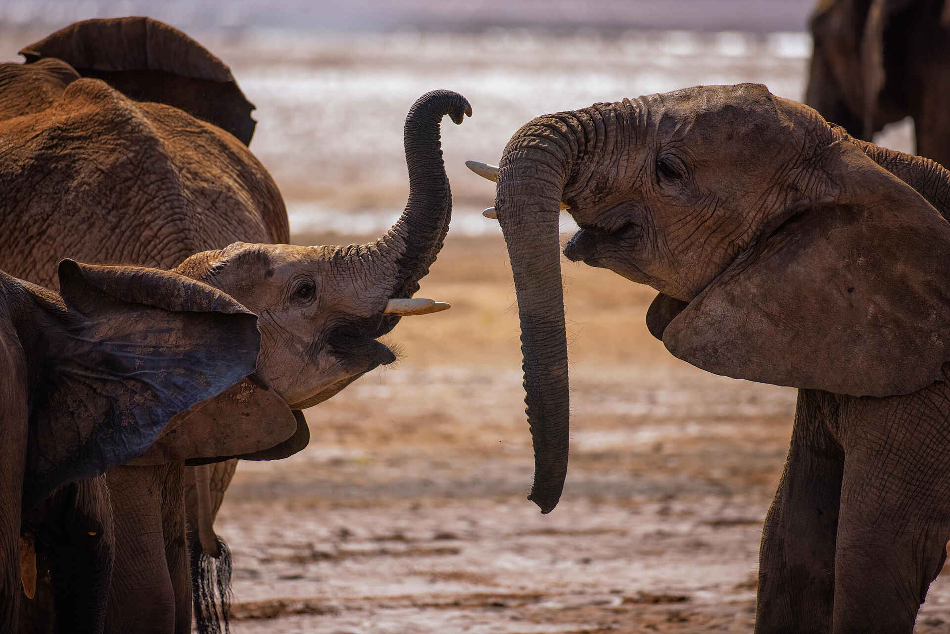 Sasaab Camp: Junge Elefanten