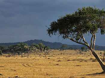 Serian Serengeti North: Wogakuria Serian Serengeti North: Wogakuria