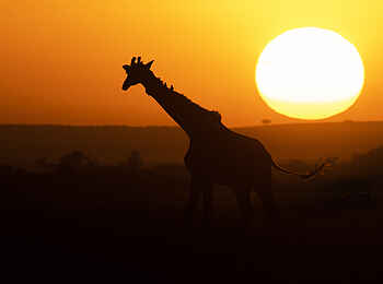 Soroi Luxury Migration Camp: Giraffe im Sonnenuntergang