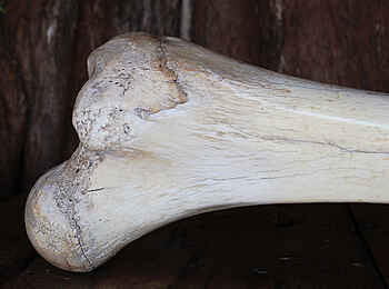 Tarangire Treetops: Elefantenknochen