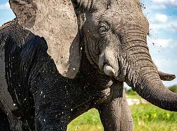 Tuludi Camp: Elefant Tuludi Camp: Elefant