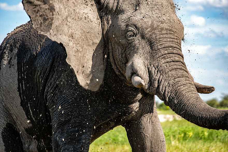 Tuludi Camp: Elefant Tuludi Camp: Elefant