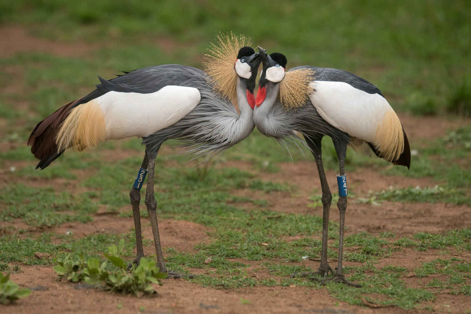 Akagera Game Lodge: Kronenkraniche Akagera Game Lodge: Kronenkraniche