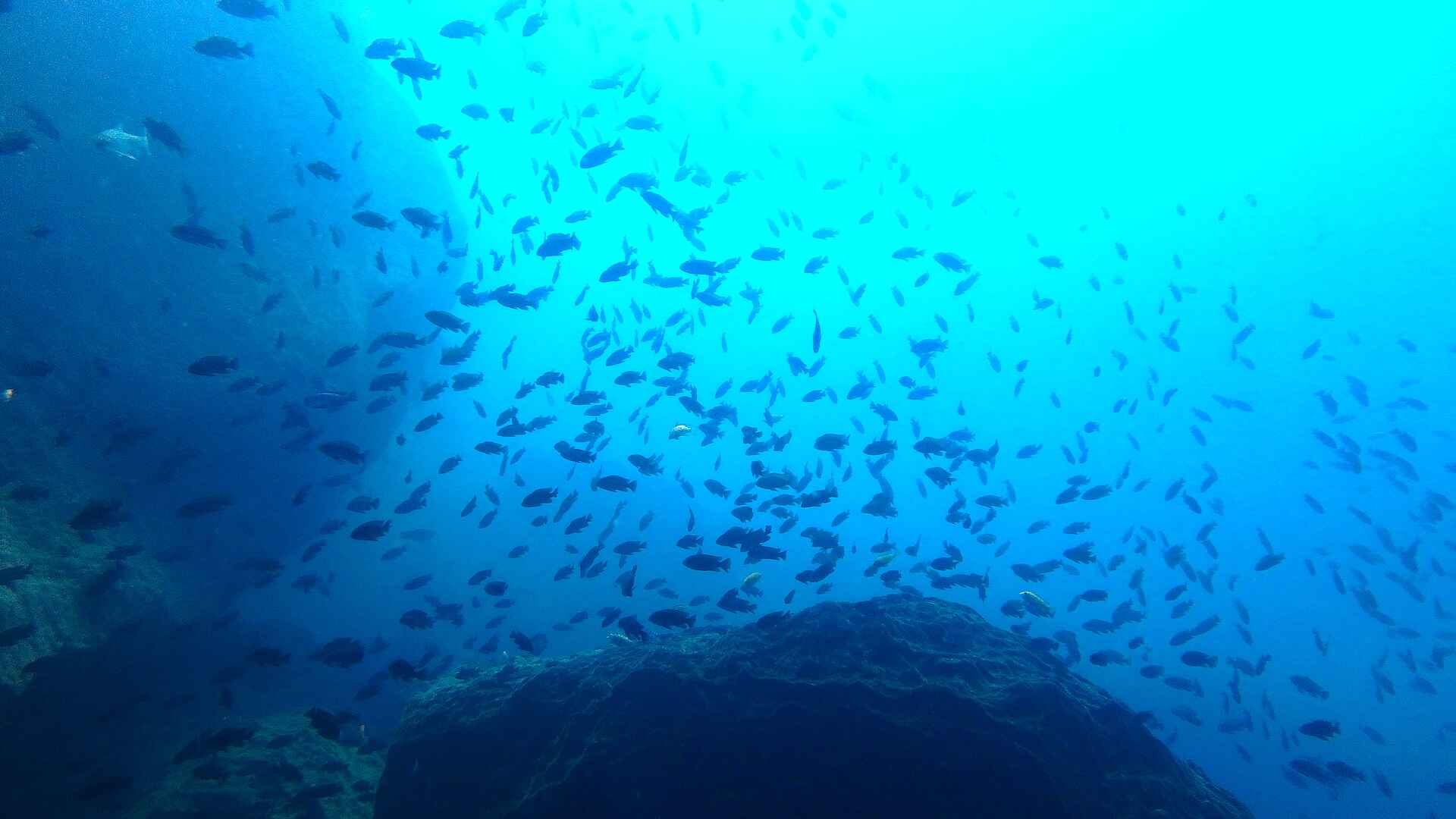 Blue Zebra Island Lodge: Die Unterwasserwelt
