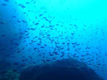 Blue Zebra Island Lodge: Die Unterwasserwelt