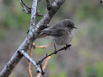 Frog and Fern Cottages: Familiar Chat Frog and Fern Cottages: Familiar Chat