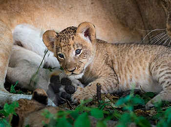 King's Pool Camp: Ein Löwenjunges