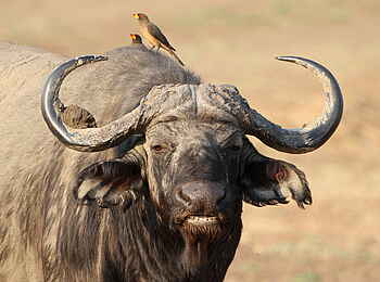 Mapazi Camp: Büffel und Oxpecker