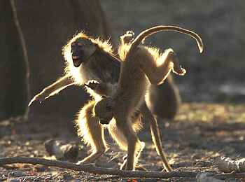 Mapazi Camp: Spielende Paviane