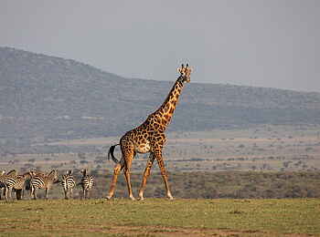 Mara Nyika Camp: Giraffe und Zebras