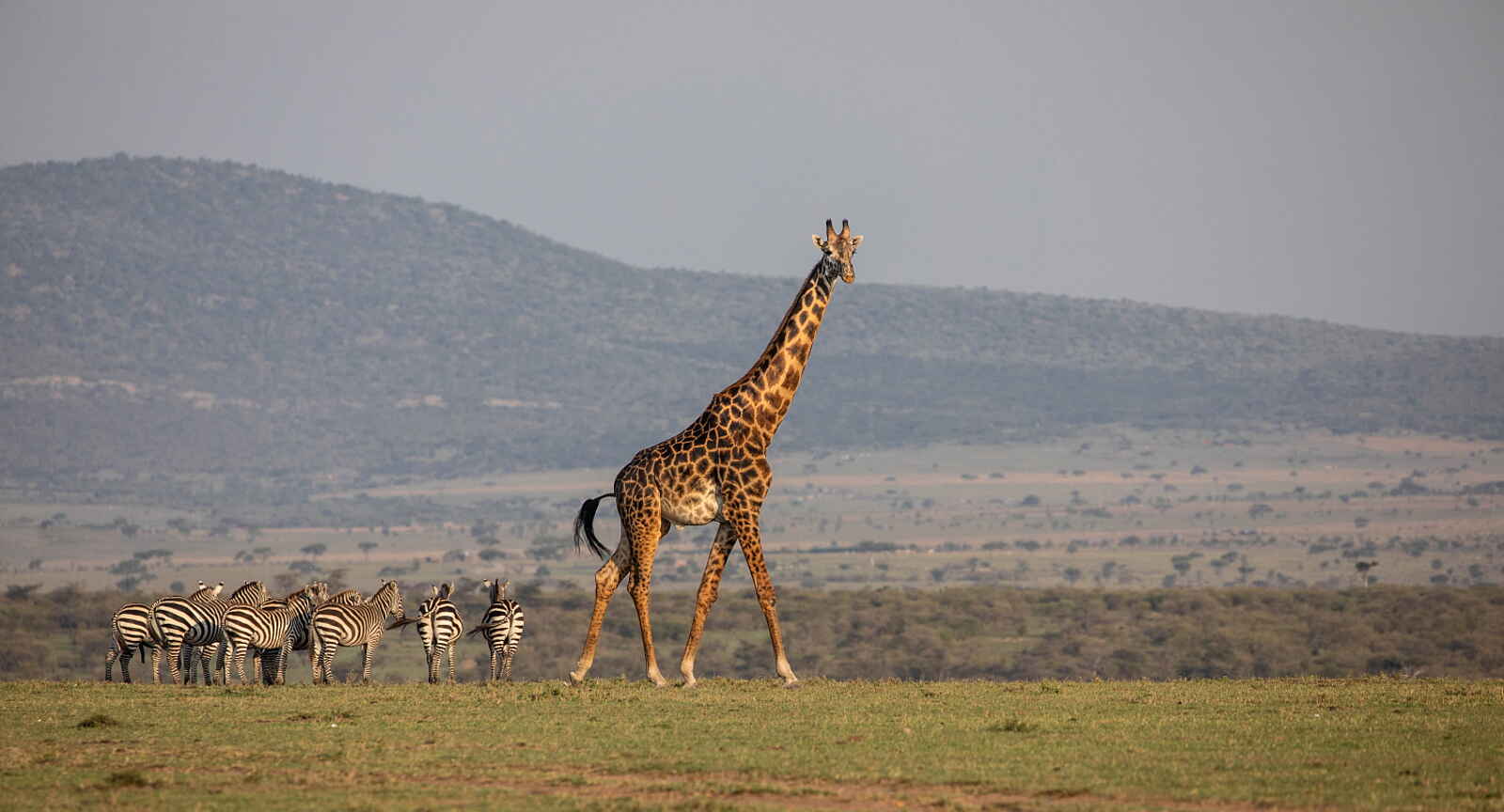 Mara Nyika Camp: Giraffe und Zebras Mara Nyika Camp: Giraffe und Zebras