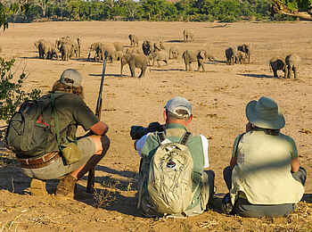 Mashatu Game Reserve: Elefantenherde