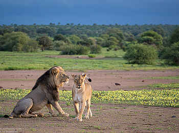 Mashatu Game Reserve: Löwenpärchen