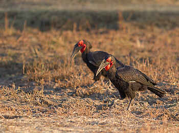 Nkonzi Bush Camp: Hornraben Nkonzi Bush Camp: Hornraben