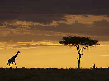 Richards River Camp: Eine Giraffe Richards River Camp: Eine Giraffe