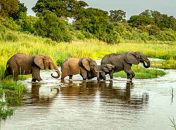 Singita Ebony Lodge: Durstige Elephanten Singita Ebony Lodge: Durstige Elephanten