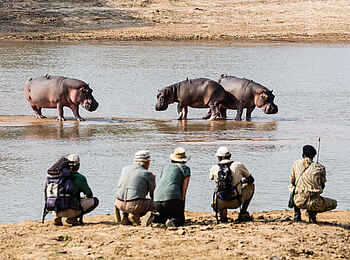 Takwela Camp: Nilpferde auf einer Sandbank Takwela Camp: Nilpferde auf einer Sandbank