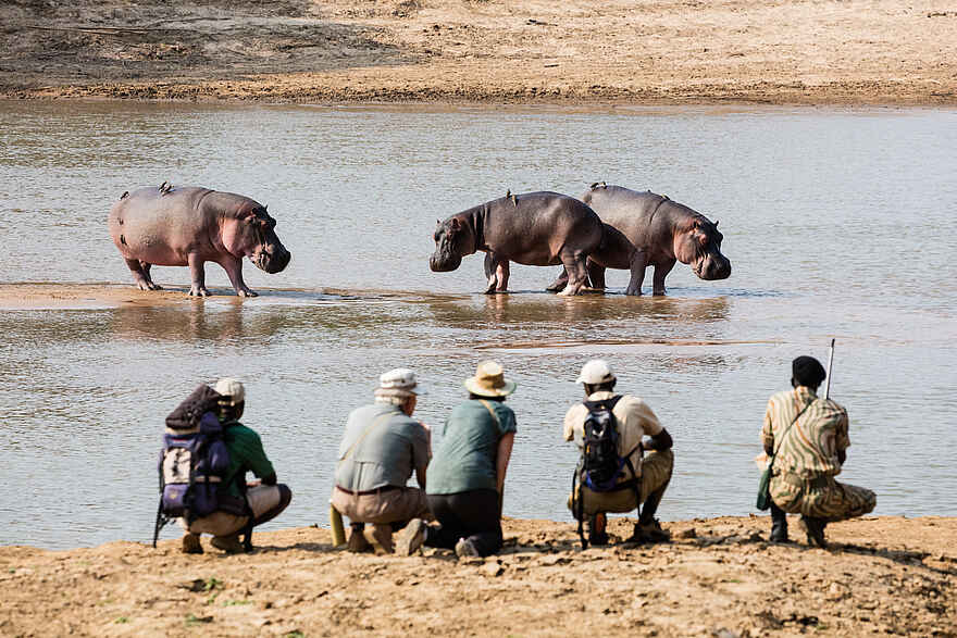 Takwela Camp: Nilpferde auf einer Sandbank Takwela Camp: Nilpferde auf einer Sandbank