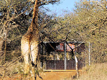Thanda Villa iZulu: Eine Giraffe vor dem Camp Thanda Villa iZulu: Eine Giraffe vor dem Camp