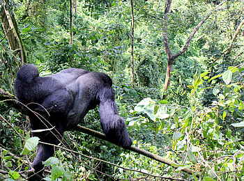 Buhoma Lodge: Silberrücken im Geäst