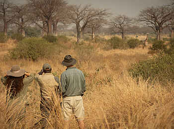 Charlie Ruaha Safari Camp: Giraffensichtungen