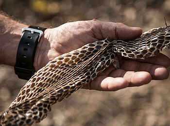 Chikoko Tree Camp: Schlangenhaut Chikoko Tree Camp: Schlangenhaut