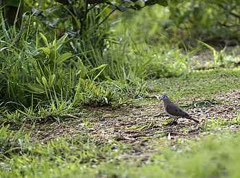 Chintheche Inn: Stahlflecktäubchen Chintheche Inn: Stahlflecktäubchen