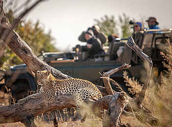 Chitabe Lediba Camp: Leopard
