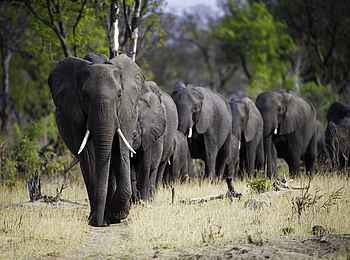 Davison's Camp: Elefantenreihe Davison's Camp: Elefantenreihe