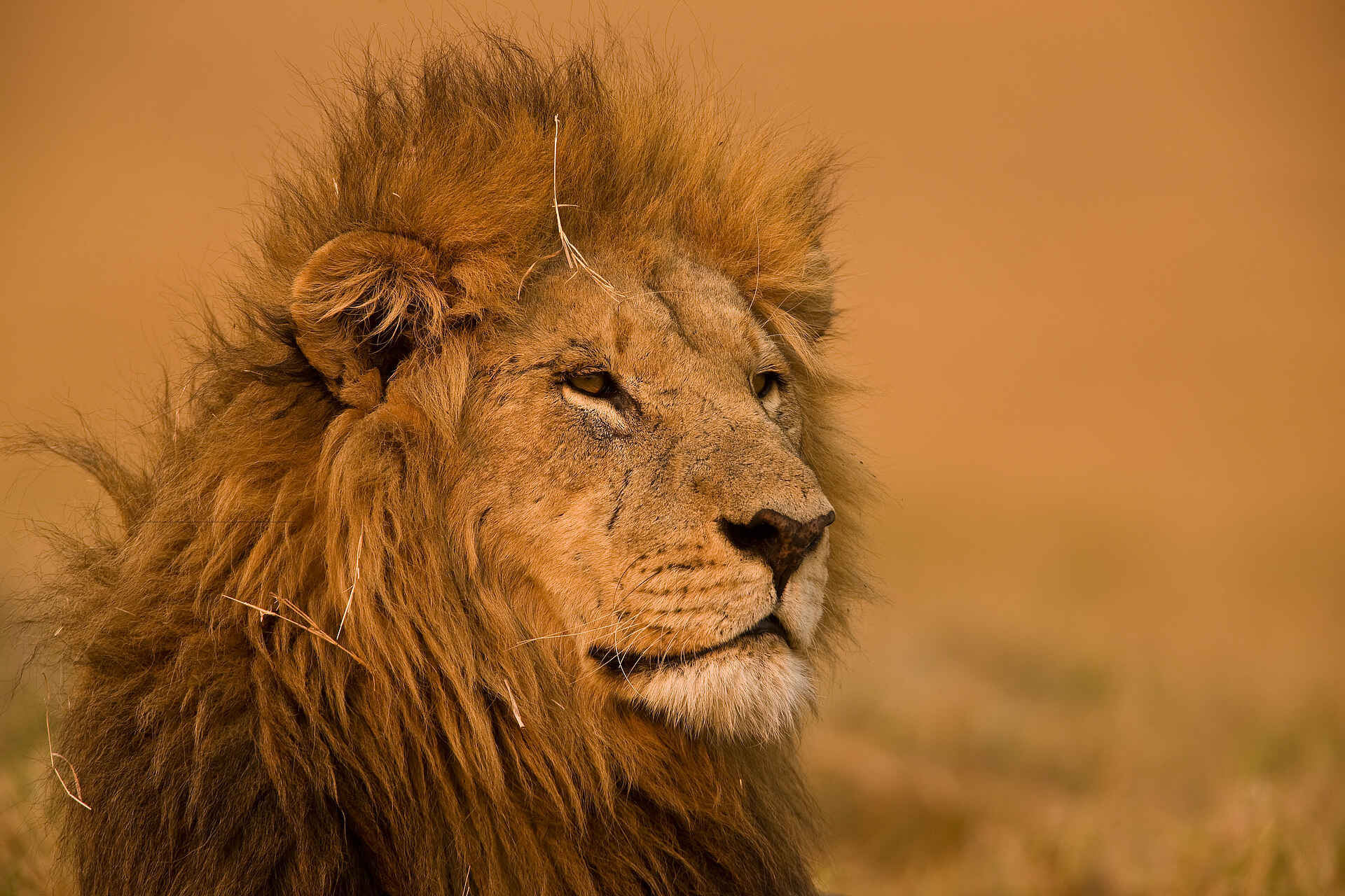 Duba Plains Camp: Zerzauster Löwe