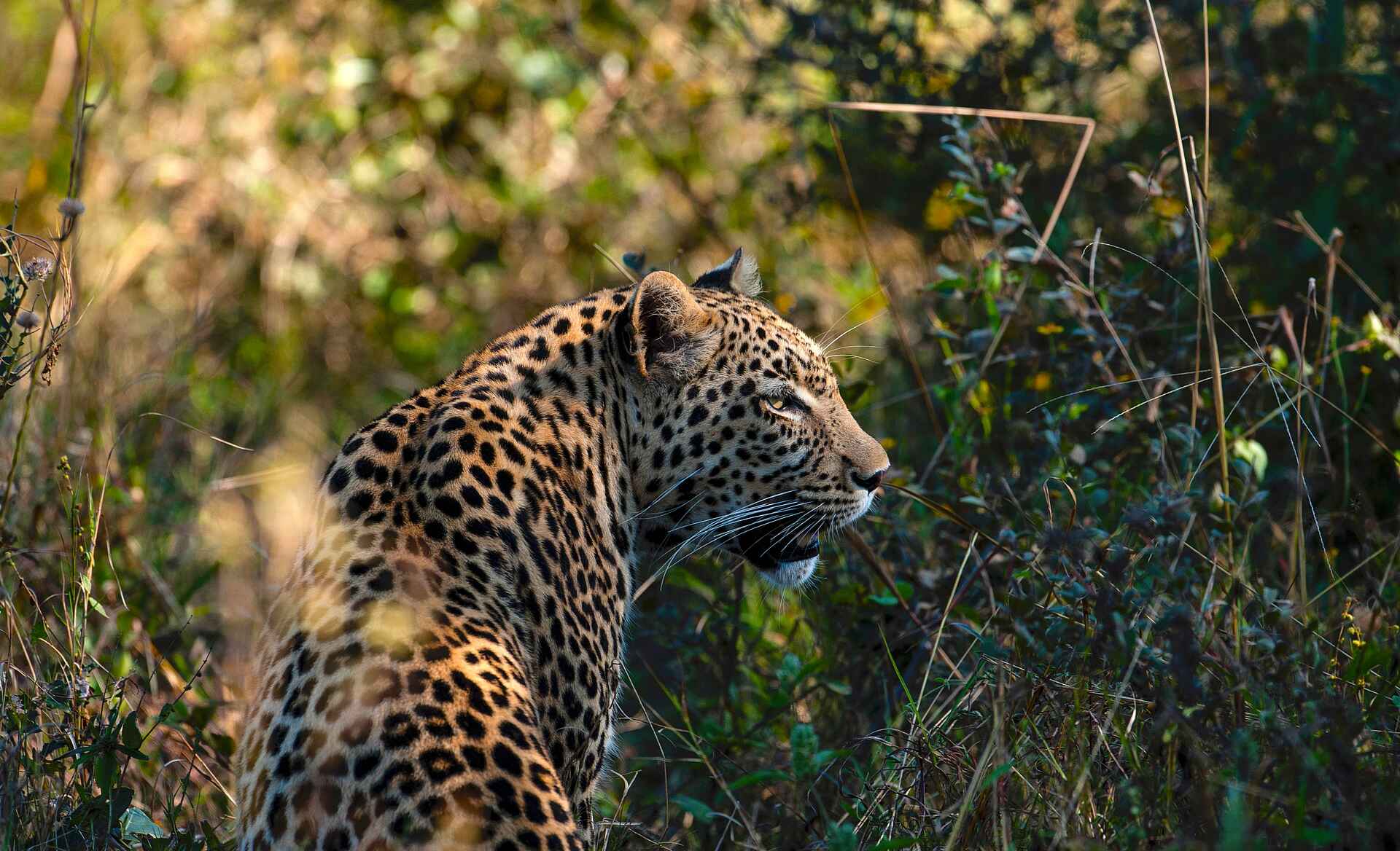 Duke´s East: Leopard