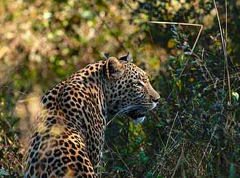 Duke´s East: Leopard Duke´s East: Leopard