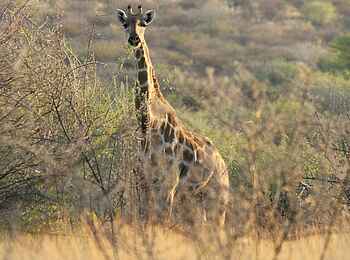 Hohenstein Lodge: Giraffe Hohenstein Lodge: Giraffe