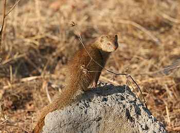 Island Bush Camp: Bushy Tailed Mongoose Island Bush Camp: Bushy Tailed Mongoose