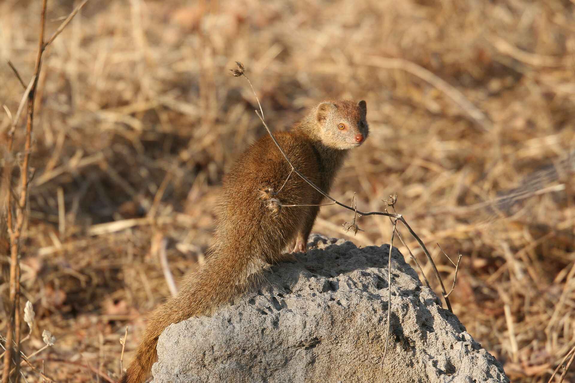 Island Bush Camp: Bushy Tailed Mongoose