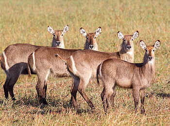 Kubatana Camp: Weibliche Wasserböcke