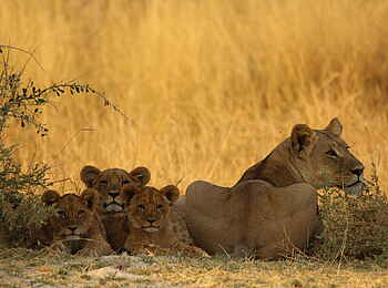 Kweene River Camp: Löwenfamilie