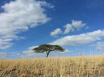 Lake Natron Camp: Einsamer Marulabaum