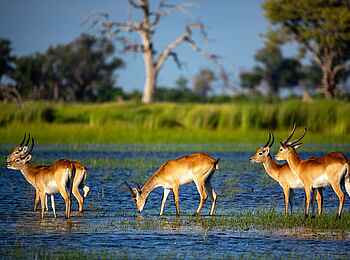 Little Sable Camp: Red Lechwe Little Sable Camp: Red Lechwe